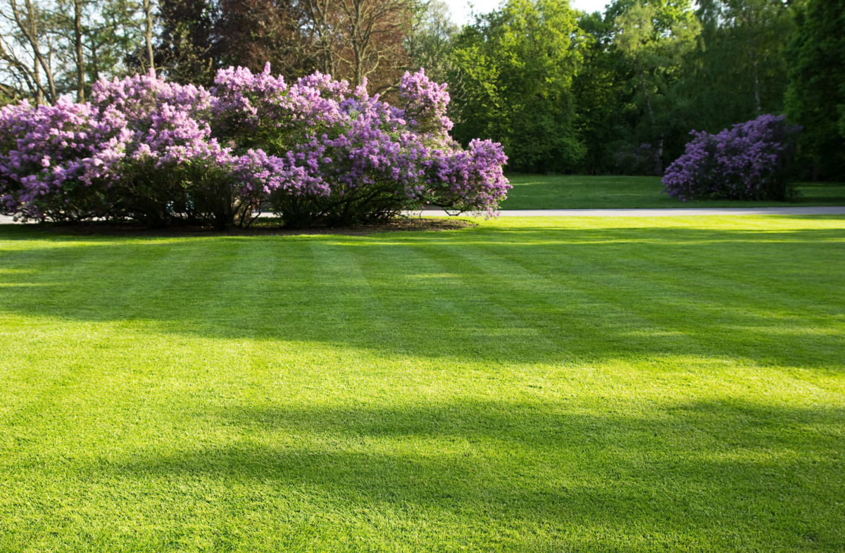 lawncare company in Round Rock, TX